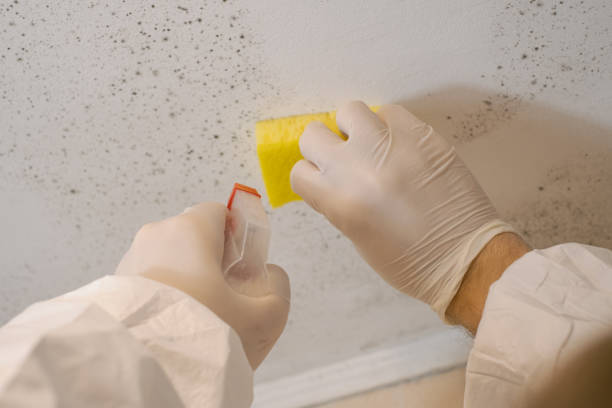 Biohazard Mold Removal in Whitaker, PA