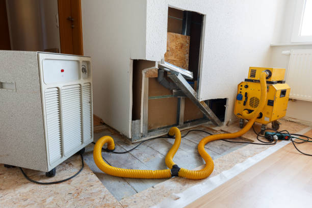 Reliable Whitaker, PA Mold Removal Solutions