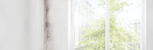 Environmental Consulting for Mold Prevention in Whitaker, PA